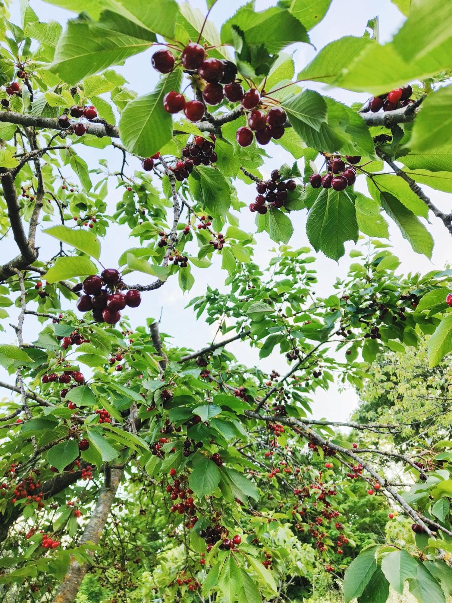 B&B Nel Vigneto Castelplanio Dış mekan fotoğraf